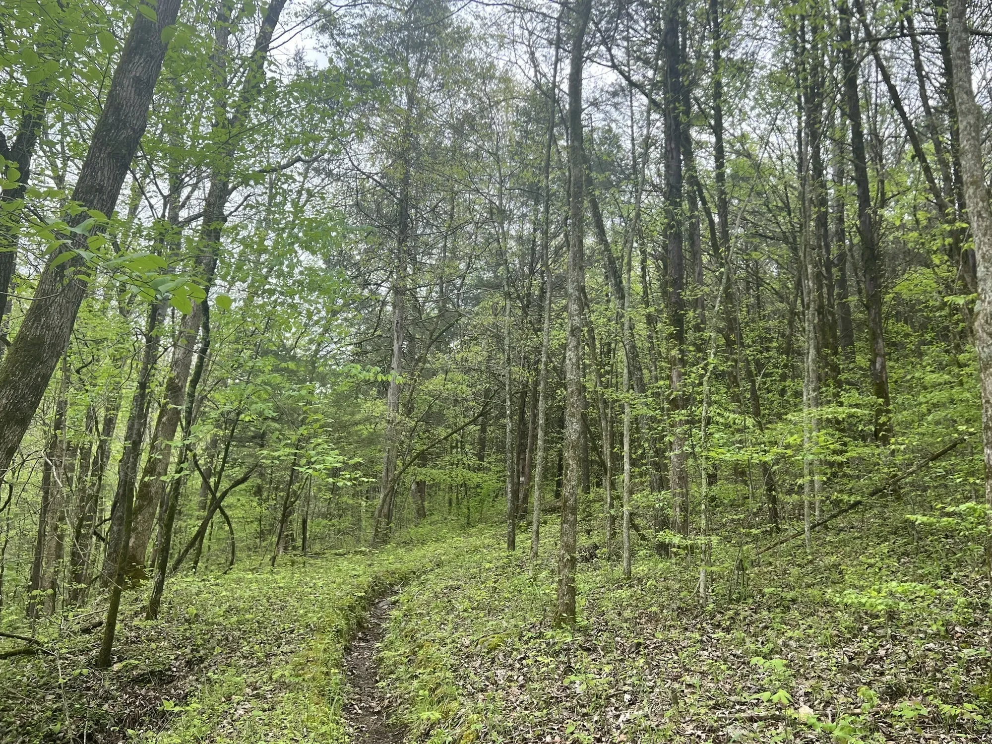 0 Huff Hollow Rd , Granville, TN 38564, Granville, Tennessee, United States. - Photo 32