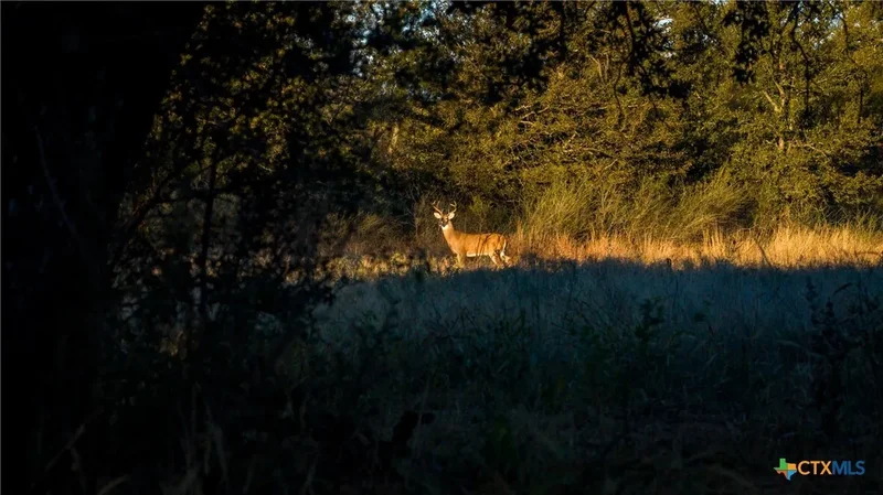 7702 Ranch Road 965, Llano, TX 78643, Llano, Texas, United States. - Photo 42