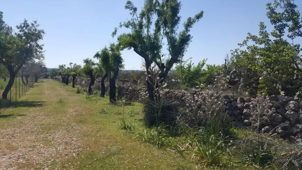 Charming land for sale, near Maria de la Salut in Mallorca