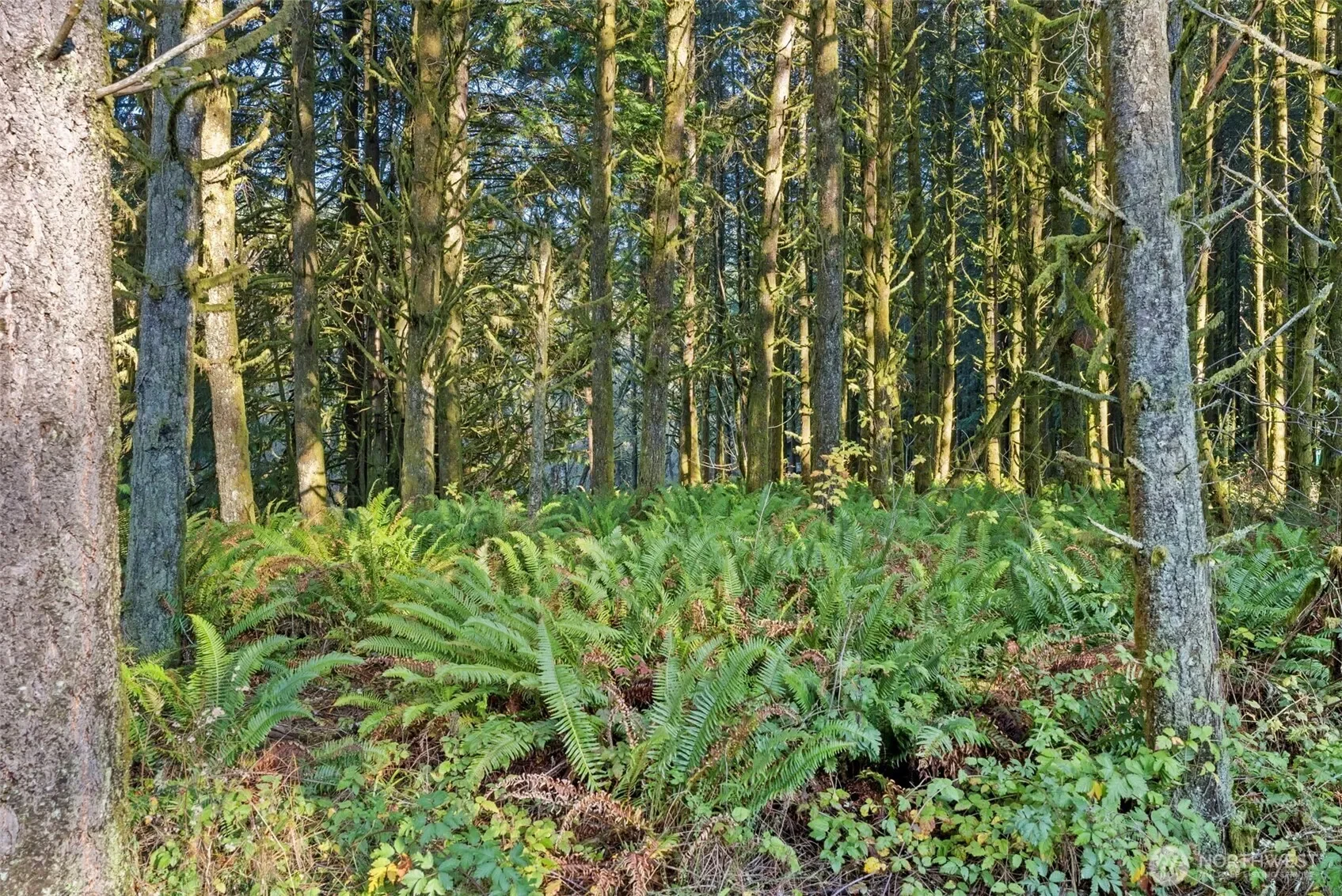 1895 North Fork Road, Chehalis, WA 98532, Chehalis, Washington, United States. - Photo 25