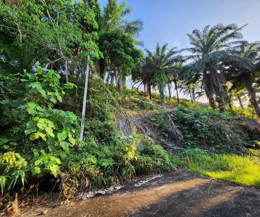 Phuket,, Mai Khao, Phuket, Thailand. - Photo 11