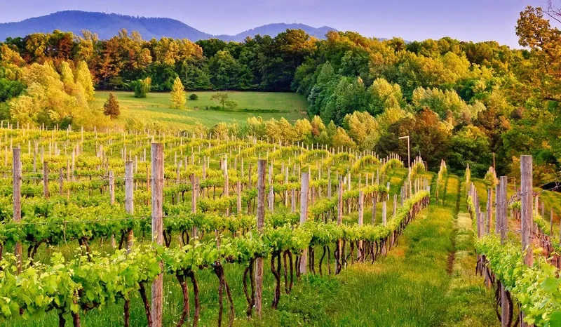 Popular Northern Virginia Winery (Close to Washington, D.C.)
