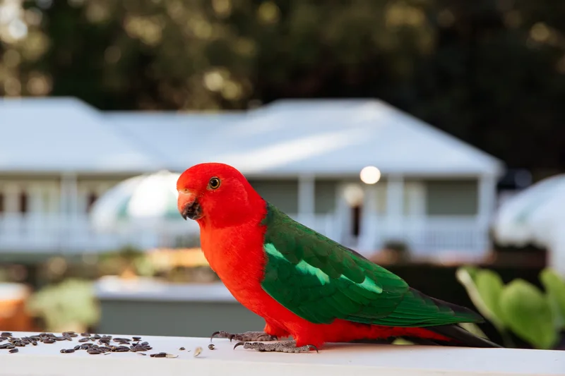 13-17 Munro Court, Gold Coast, QLD, Tamborine Mountain, Queensland, Australia. - Photo 37