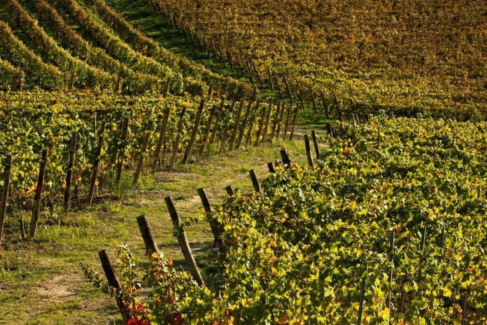 Cremolino, Piedmont, Italy. - Photo 21