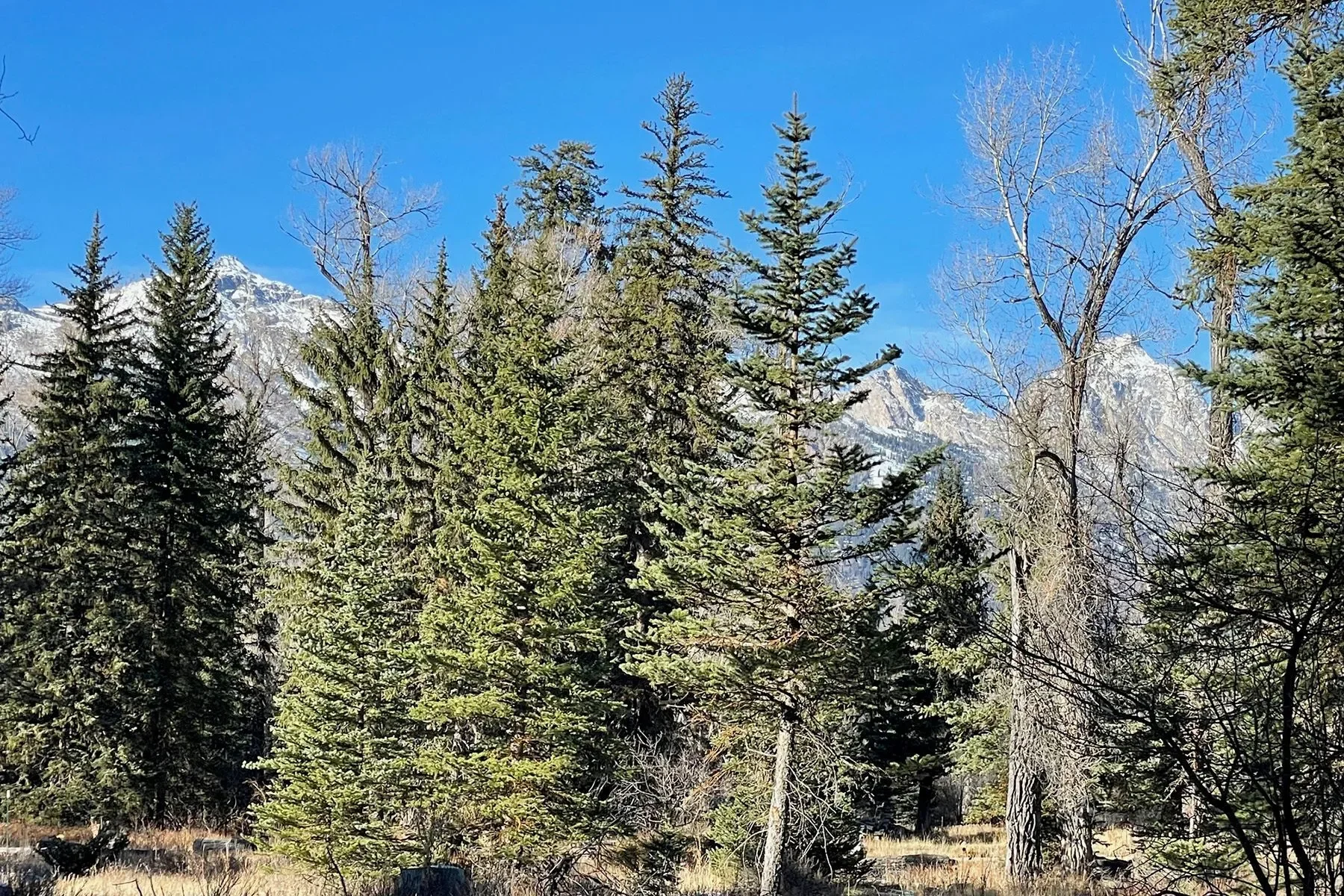 250 E Phelps Canyon Road , Jackson, WY 83001, Jackson, Wyoming, United States. - Photo 5