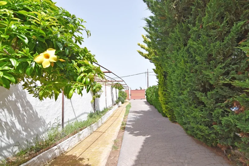 Cambalud gran canaria, Firgas, LAS PALMAS, Firgas, Firgas, Canary Islands, Spain. - Photo 54