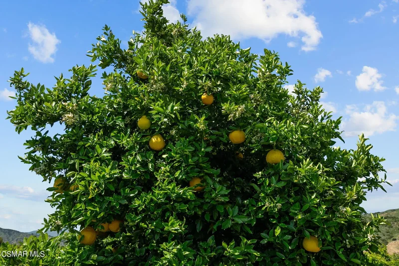 5682 Pine Grove Road, Santa Paula, CA 93060, Santa Paula, California, United States. - Photo 43