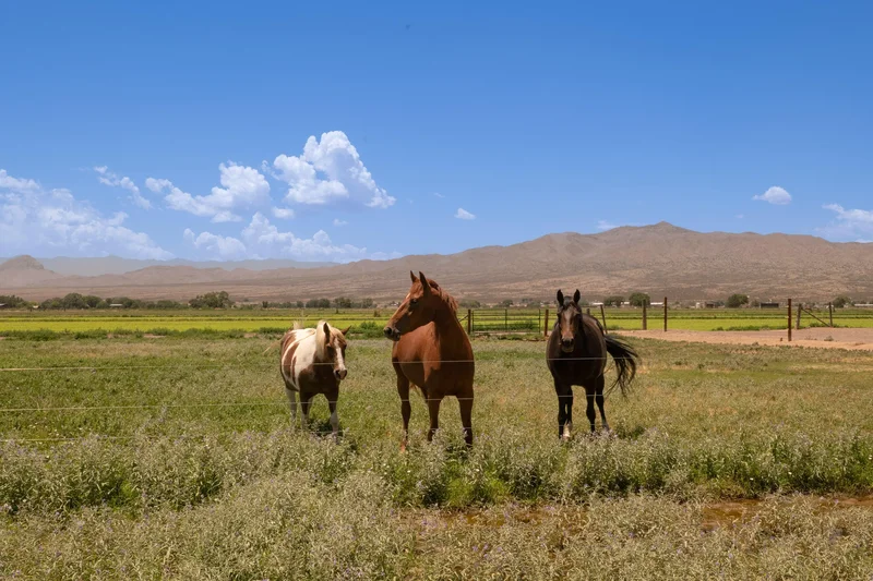 742 NM-408 Pembroke Farm,Polvadera, Polvadera, NM 87828, Polvadera, New Mexico, United States. - Photo 78