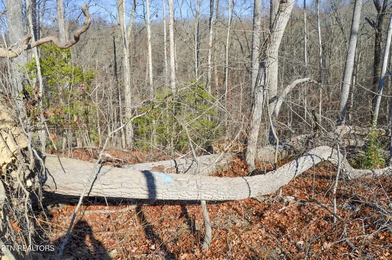 Sparta Hwy 63.3 Acres, Crossville, TN 38555, Crossville, Tennessee, United States. - Photo 37
