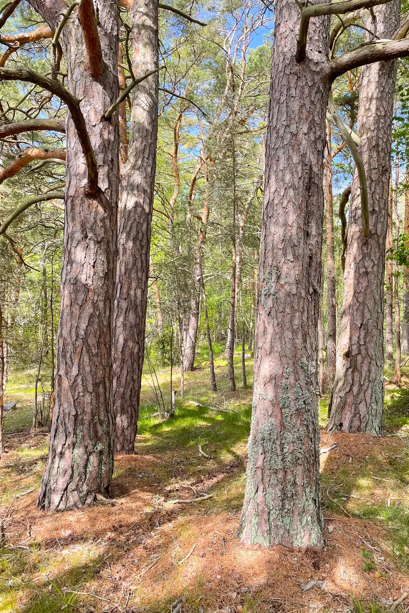 Bockholmen, Parainen, 18 21750, Pargas, Finland. - Photo 33
