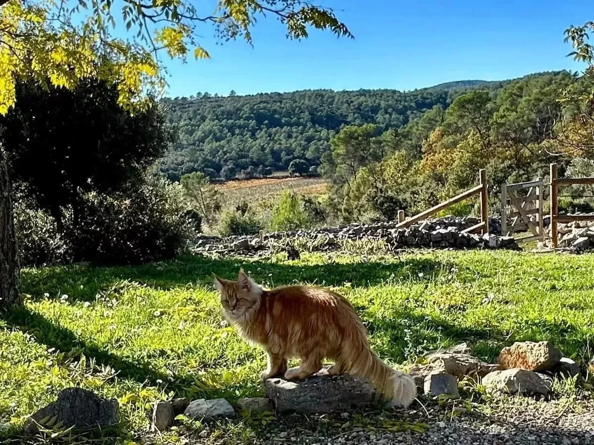 Pignans, Provence-Alpes-Côte d'Azur, France. - Photo 1