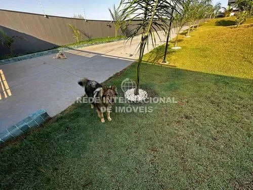 Brazil. - Photo 14