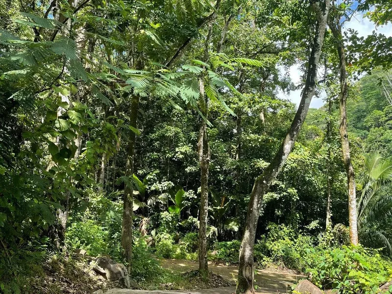 8FF3+78X, La Misere Rd, Grand Anse Village, Seychelles, Grand Anse Village, Grand'Anse Mahé, Seychelles. - Photo 13