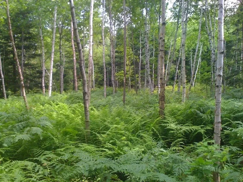 No 101 Highway #Acreage, Ardoise, NS B0N 1L0, Ardoise, Nova Scotia, Canada. - Photo 3