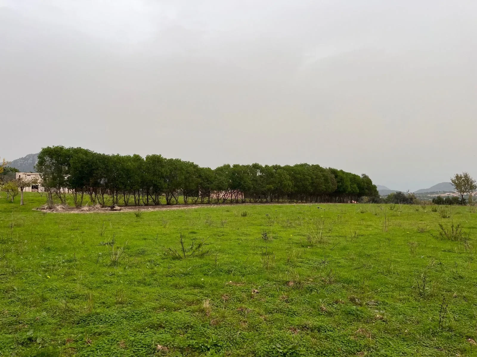 Moscari, Baleares, Moscari, Selva, Balearic Islands, Spain. - Photo 18
