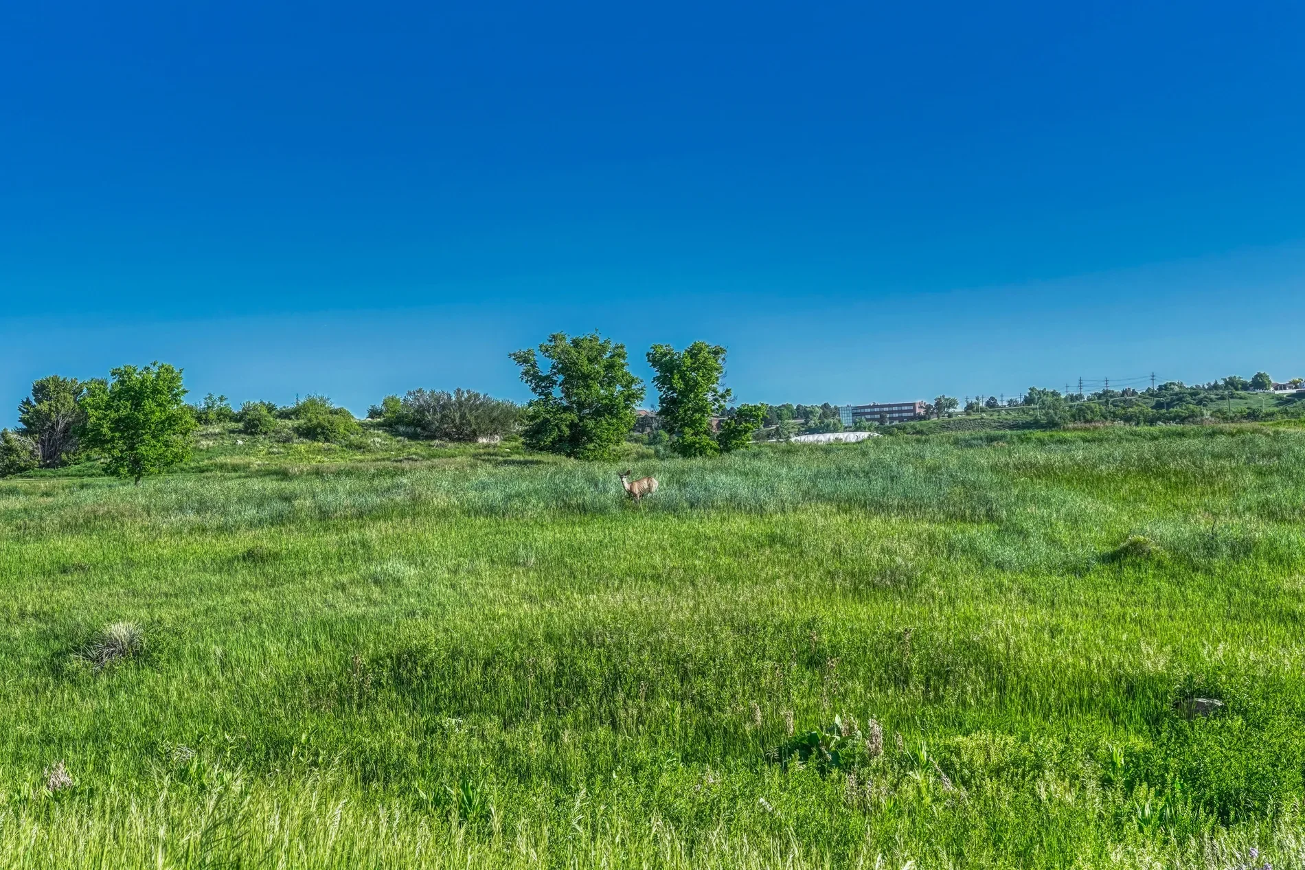 262 Cobblestone Drive Unit# 81, Colorado Springs, CO 80906, Colorado Springs, Colorado, United States. - Photo 39