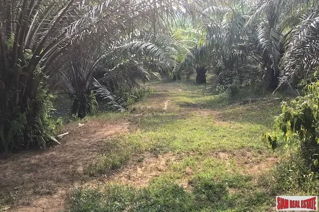 Lush Tropical Land Plot with Gentle Slope in Takua Thung, Phang Nga