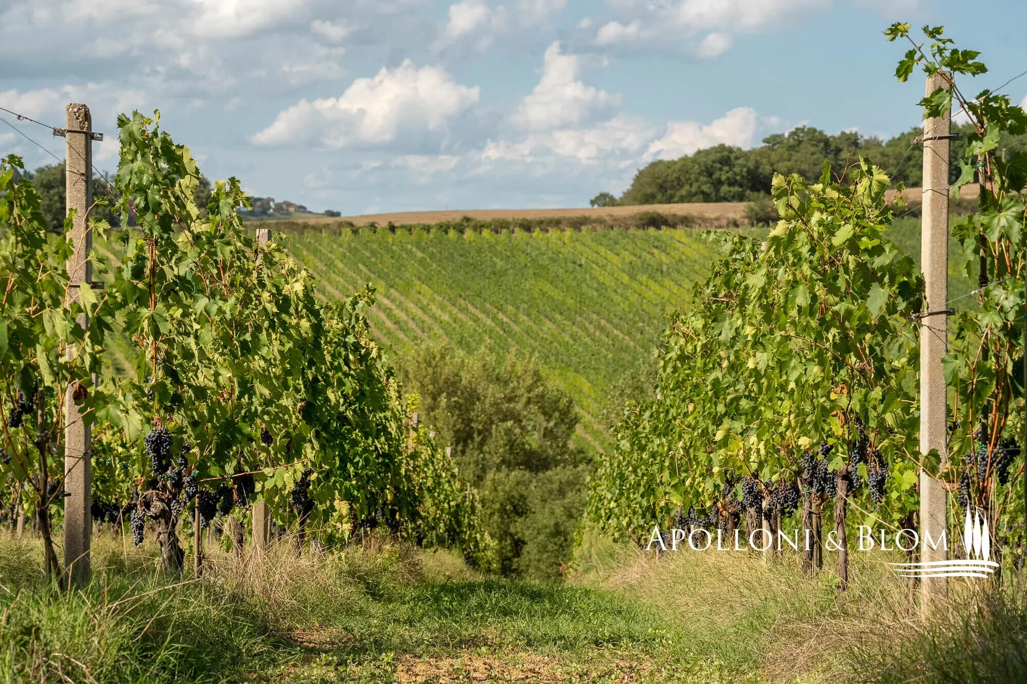 Via di Terra Rossa, Valiano, Tuscany, Italy. - Photo 1