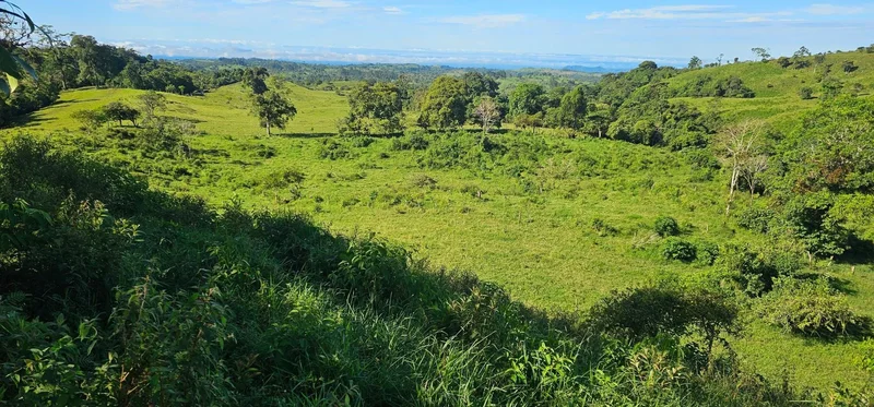 Boquerón  CORDILLERA ARRIBA, VOLCÁN, Cordillera, Chiriquí Province, Panama. - Photo 4