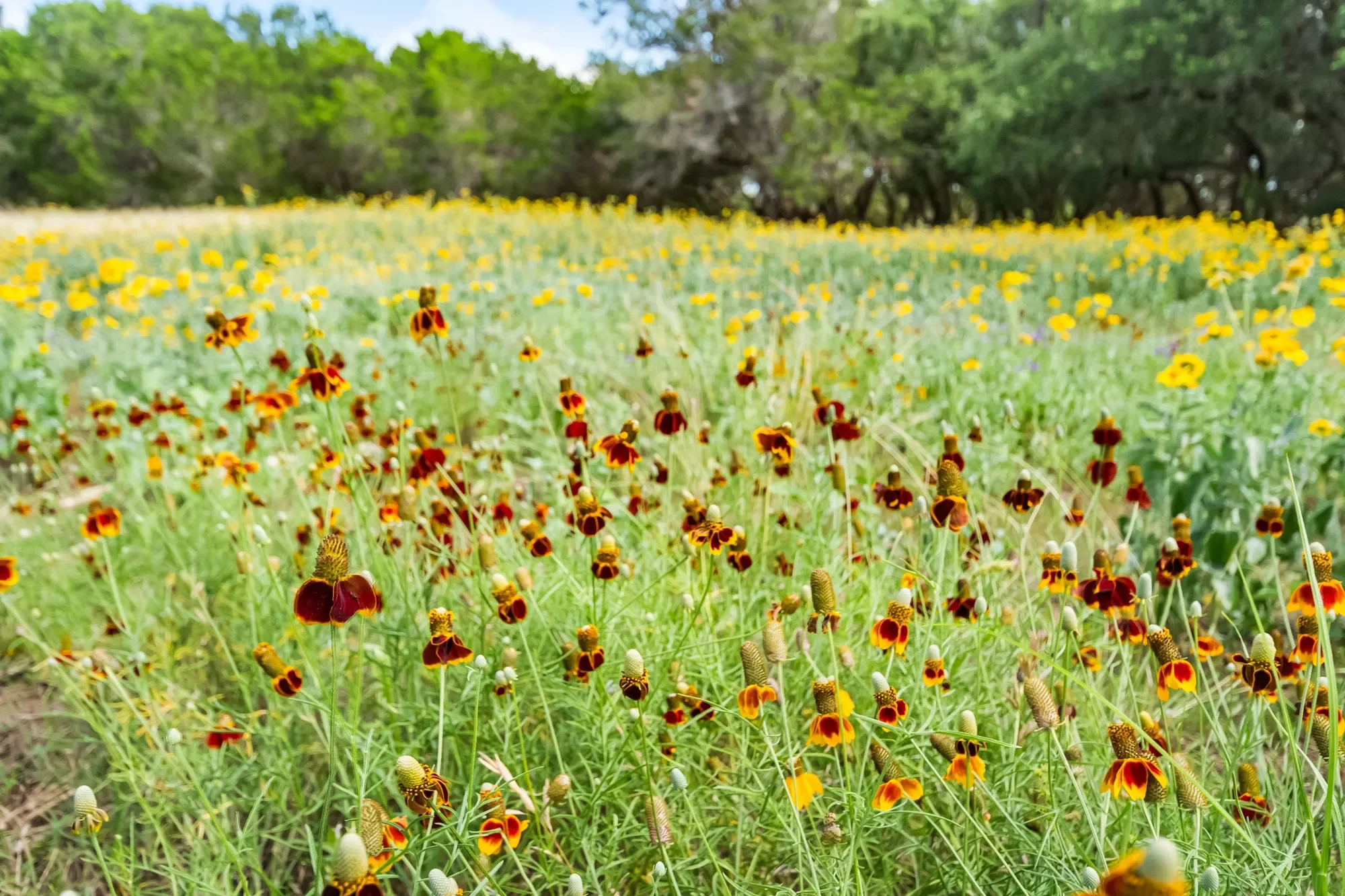 4366 Whartons Dock Road , Bandera, TX 78003, Bandera, Texas, United States. - Photo 54