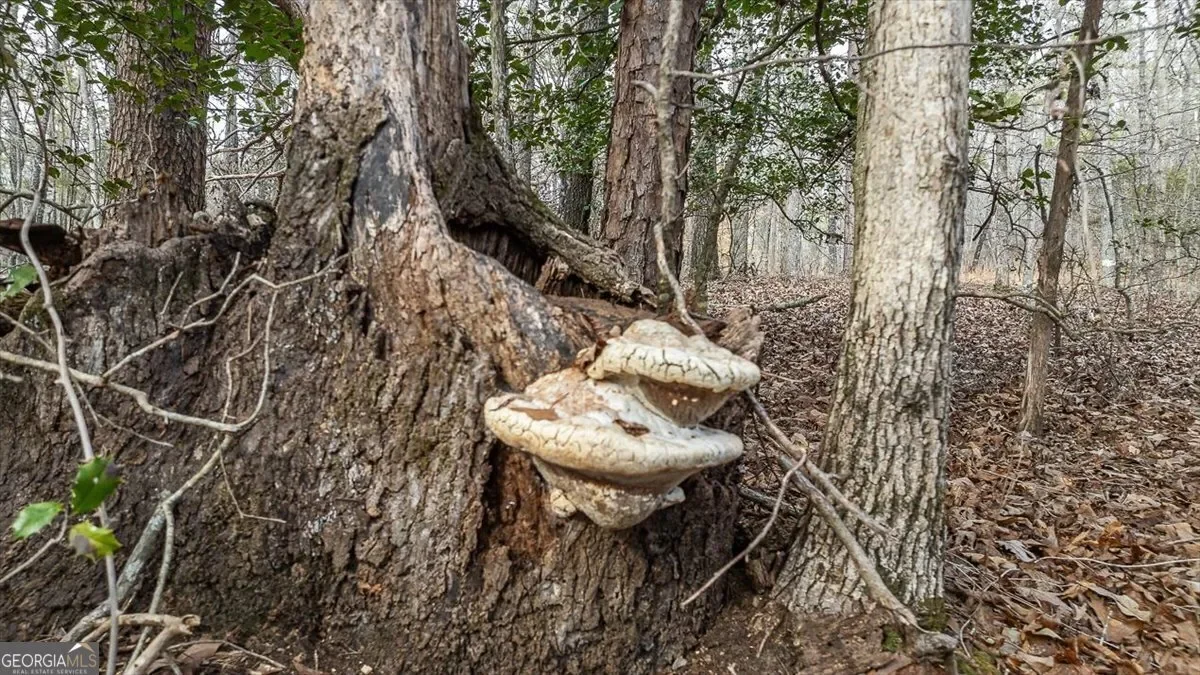 Bowman, Georgia, United States. - Photo 50