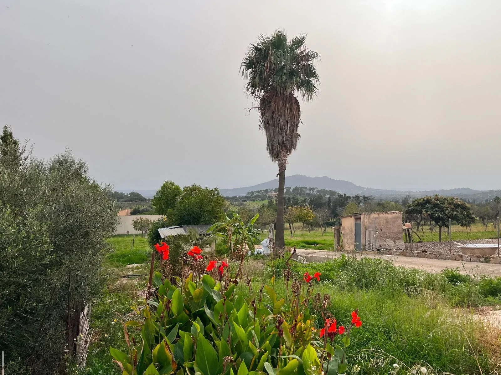 Moscari, Baleares, Moscari, Selva, Balearic Islands, Spain. - Photo 33