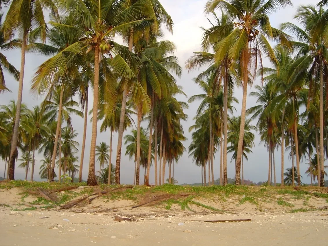 Prime 4900 sqm Beachfront Land for Sale - Great for Luxury Development in Ko Lanta, Krabi