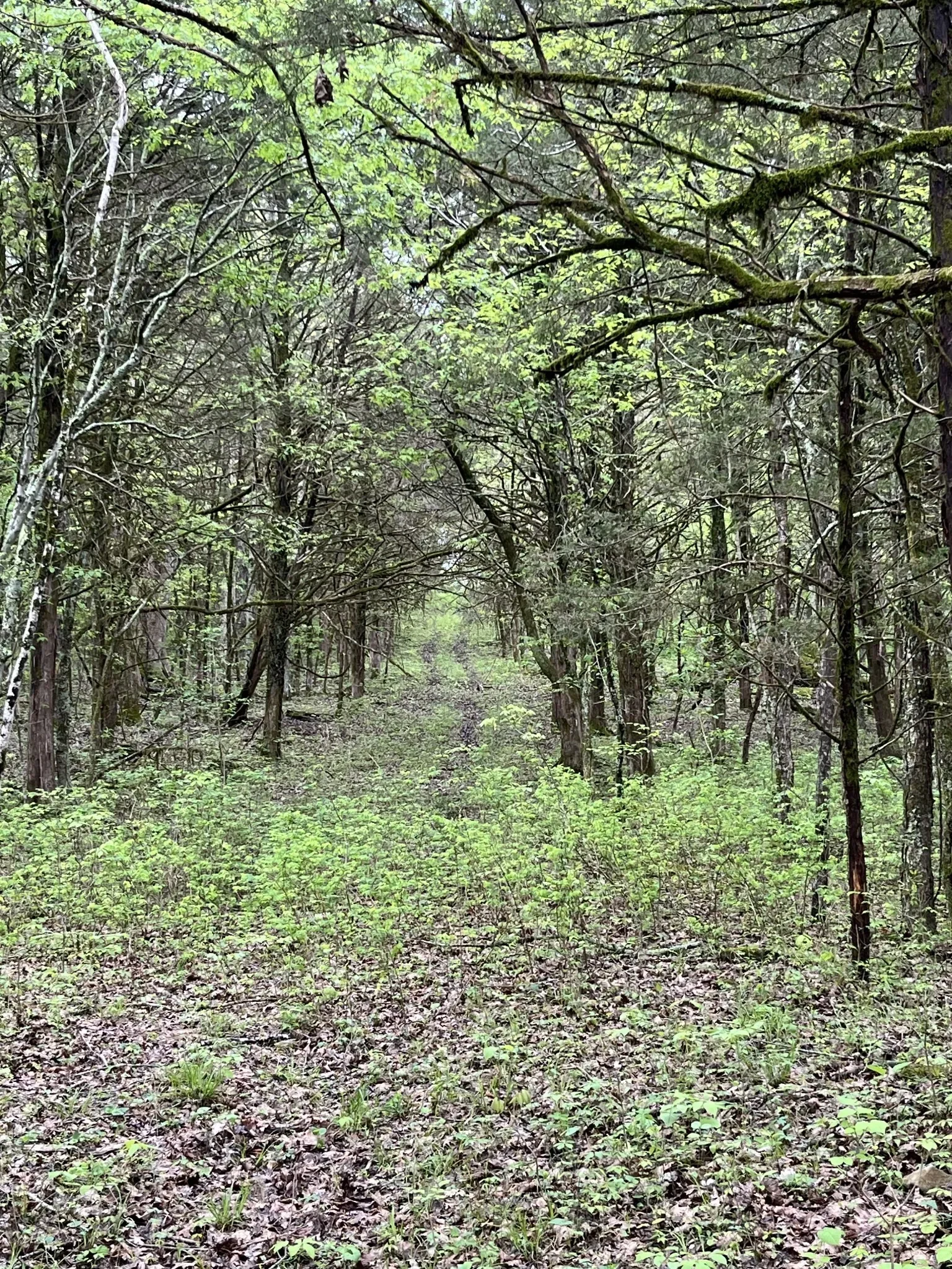 0 Huff Hollow Rd , Granville, TN 38564, Granville, Tennessee, United States. - Photo 34