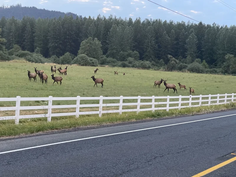 4340 State Highway 38, Yoncalla, Oregon, United States. - Photo 22