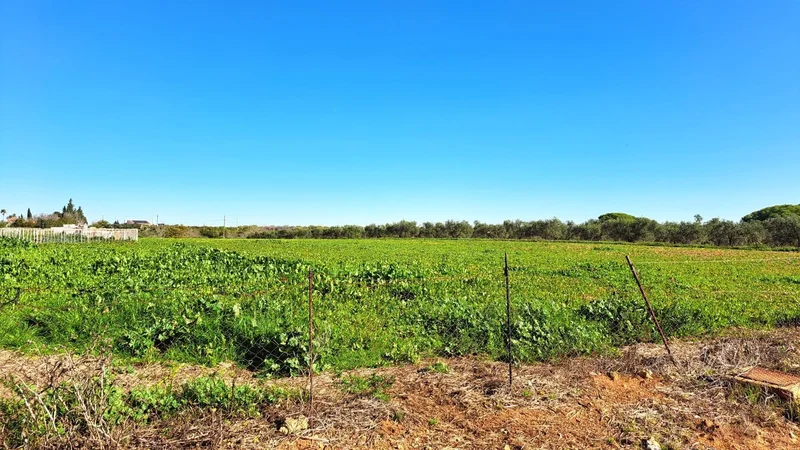 Sevilla, Mairena del Alcor, SEVILLA, Mairena del Alcor, Mairena del Alcor, Andalusia, Spain. - Photo 30