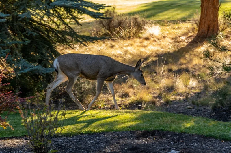 3237 NW Kidd, Bend, OR, 97703, USA, Bend, Oregon, United States. - Photo 30