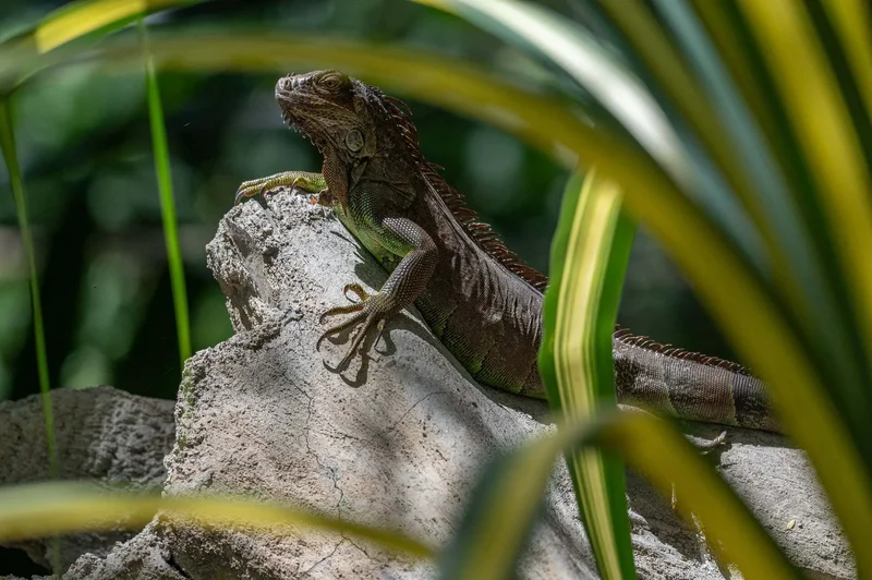 Almendro Hills, Playa Grande, G, Matapalo, Guanacaste Province, Costa Rica. - Photo 14
