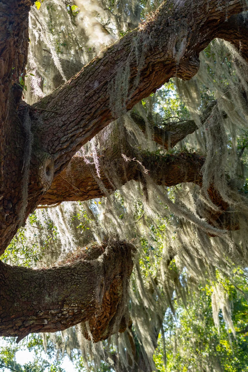 2518 Grace Chapel Road, Wadmalaw Island, SC 29487, Wadmalaw Island, South Carolina, United States. - Photo 72