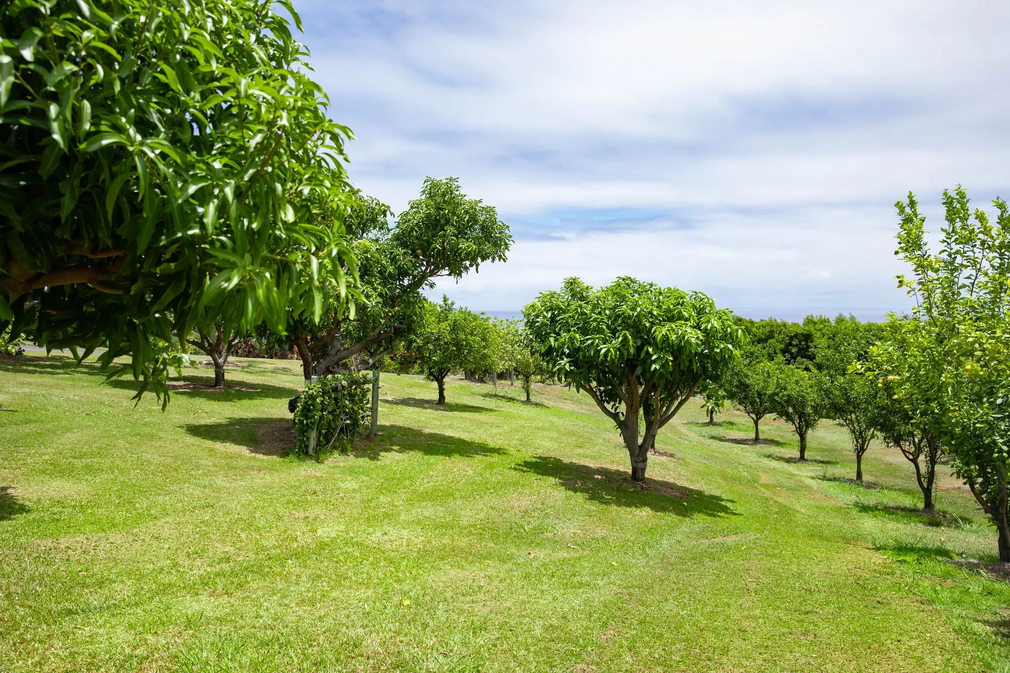 36-1037 STEVENS RD, Hilo, HI 96774, Laupahoehoe, Hawaii, United States. - Photo 20