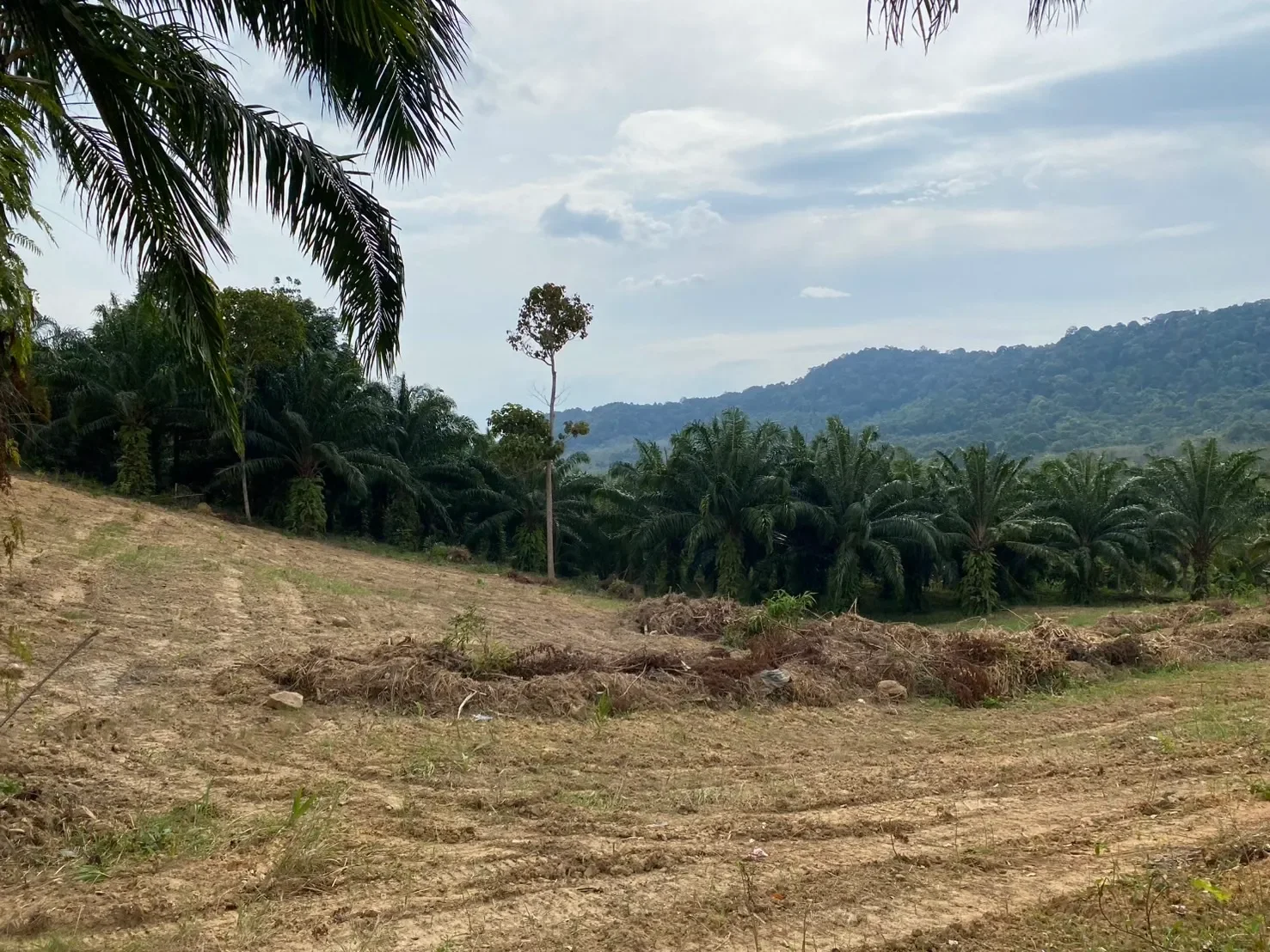 Krabi,, Nong Thale, Krabi, Thailand. - Photo 19
