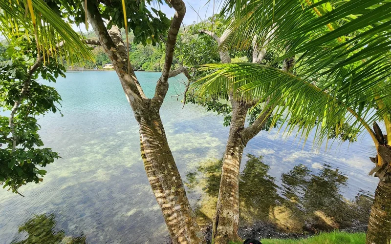 Cauchero, Bocas del Toro Province, Panama. - Photo 19