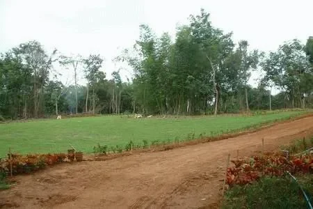 Fire Sale of 45 Rai Land Plot Just North of Khao Lak