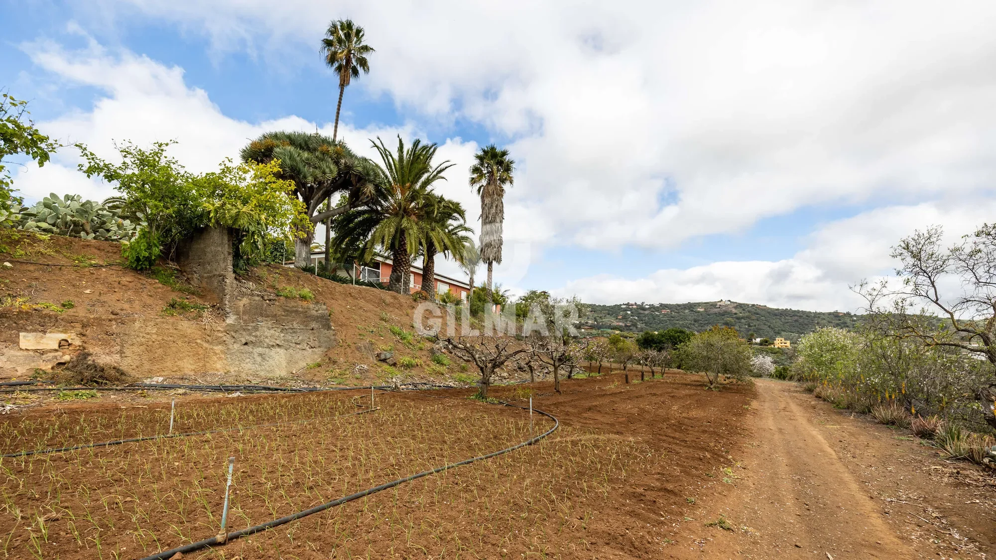SANTA BRÍGIDA, Las Palmas, SANTA BRÍGIDA, Santa Brigida, Canary Islands, Spain. - Photo 28