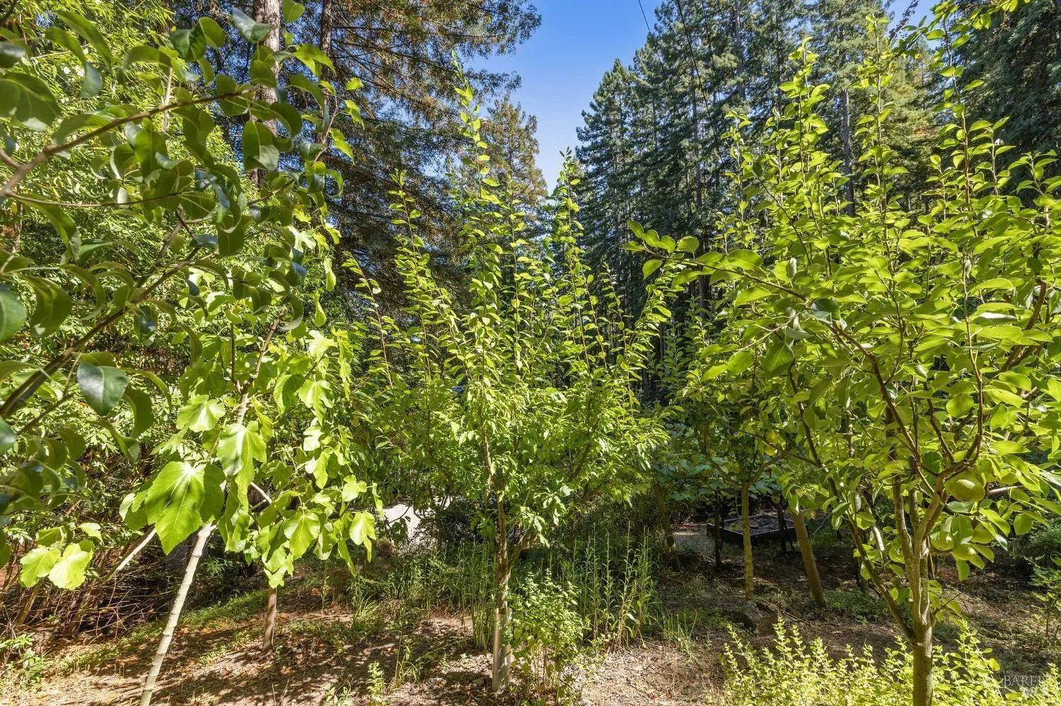 17970 Duncan Road, Guerneville, CA, 95446, USA, Guerneville, California, United States. - Photo 4