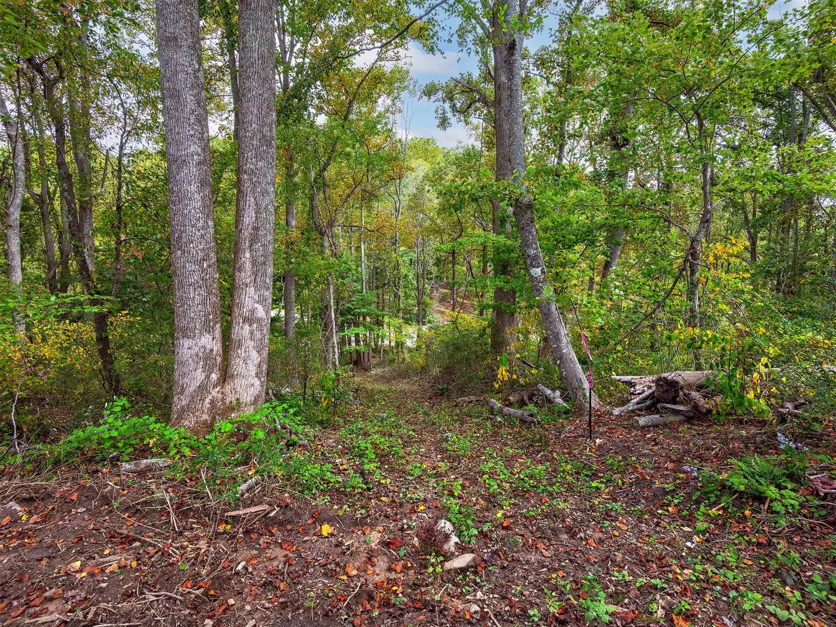 566 Elk Mountain Scenic, Asheville, NC, 28804, USA, Weaverville, North Carolina, United States. - Photo 19