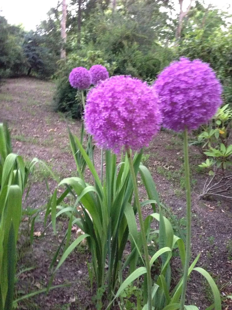 West Drive, East Hampton, New York, United States. - Photo 20