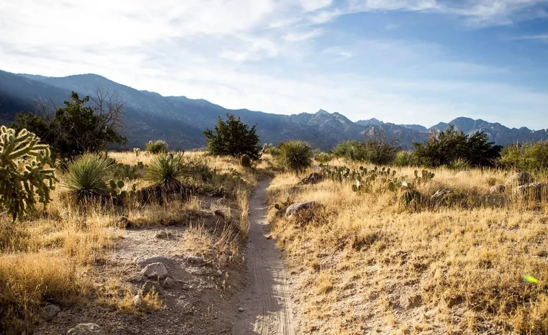 5000 E Via Estancia Miraval 9, Tucson, AZ 85739, Tucson, Arizona, United States. - Photo 27