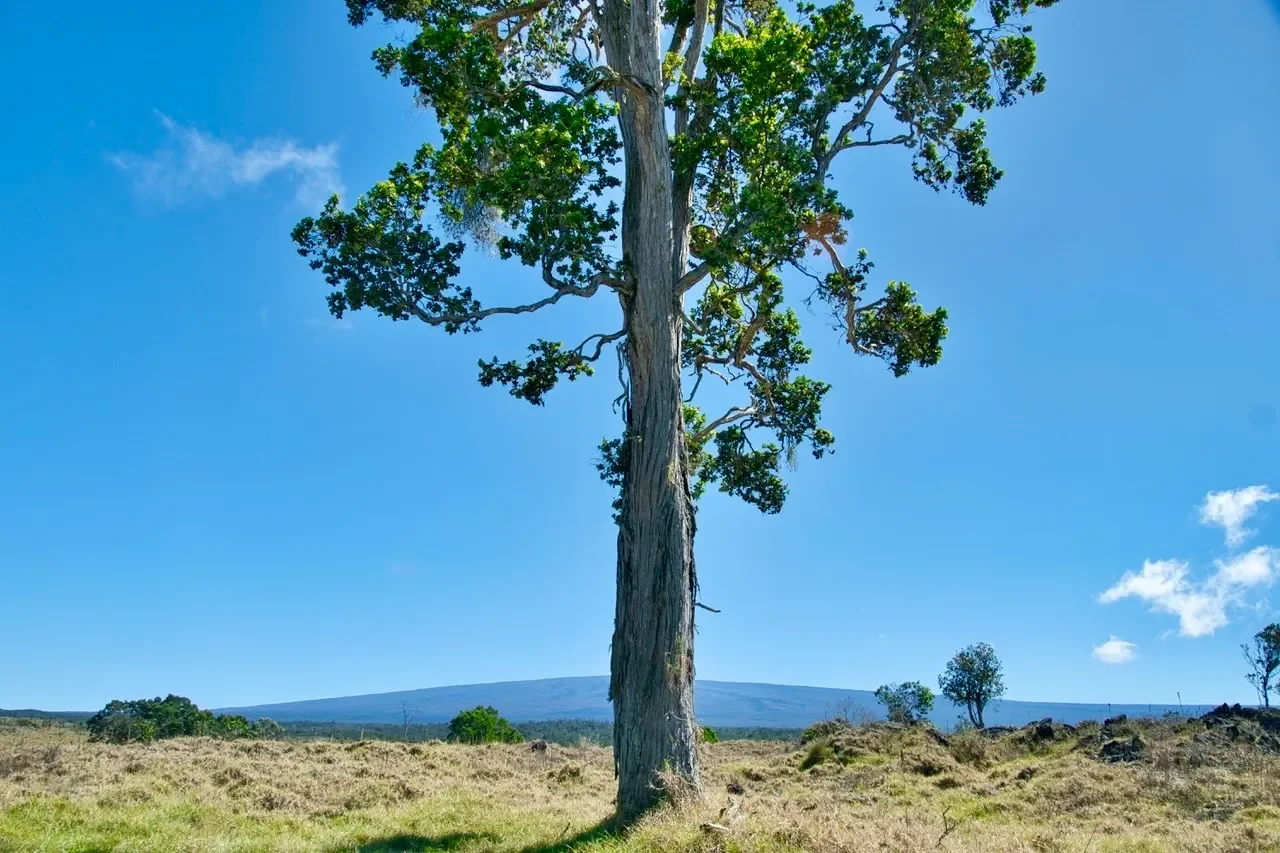 15-A #Hokukano Lot 15A, Kealakekua, HI 96725, Captain Cook, Hawaii, United States. - Photo 16