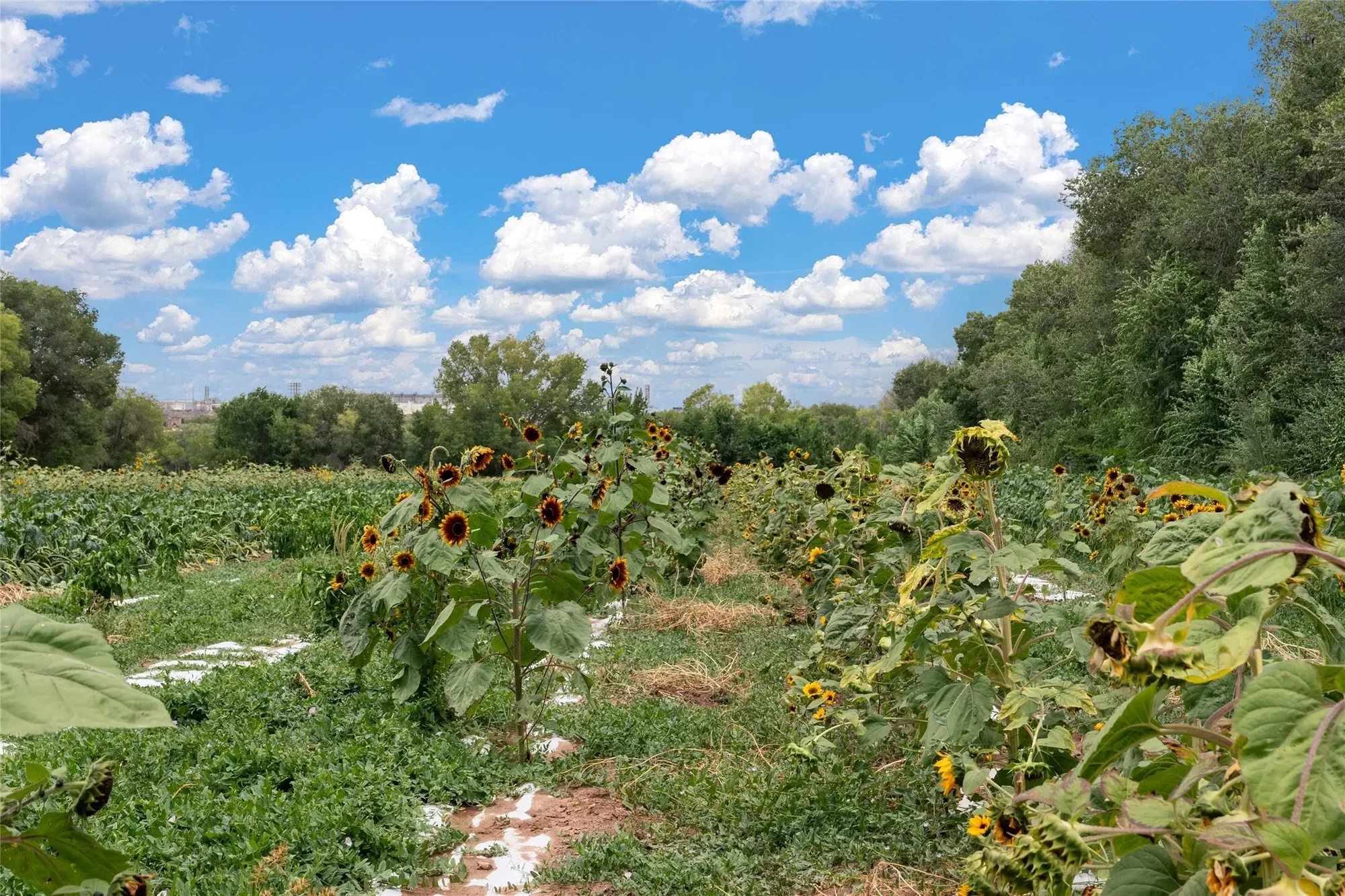 0 Wallace Lane, Corrales, NM 87048, Corrales, New Mexico, United States. - Photo 2