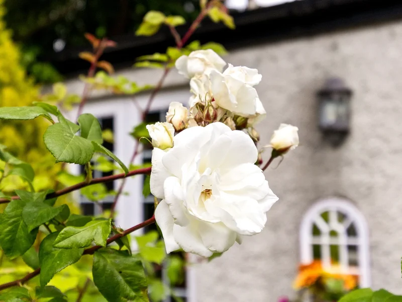 Glendaars House Daars South, Straffan, KE W91 K225, Robinwood, County Kildare, Ireland. - Photo 49