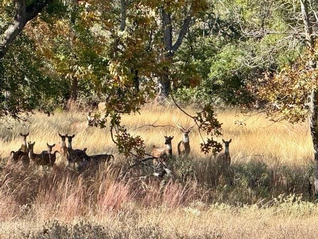 1129 Triple Creek Rd, Fredericksburg, TX 78624, Fredericksburg, Texas, United States. - Photo 77