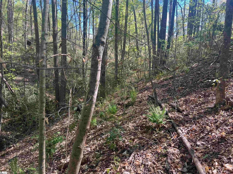 00 76 Highway, Clemson, SC 29631, Clemson, South Carolina, United States. - Photo 27