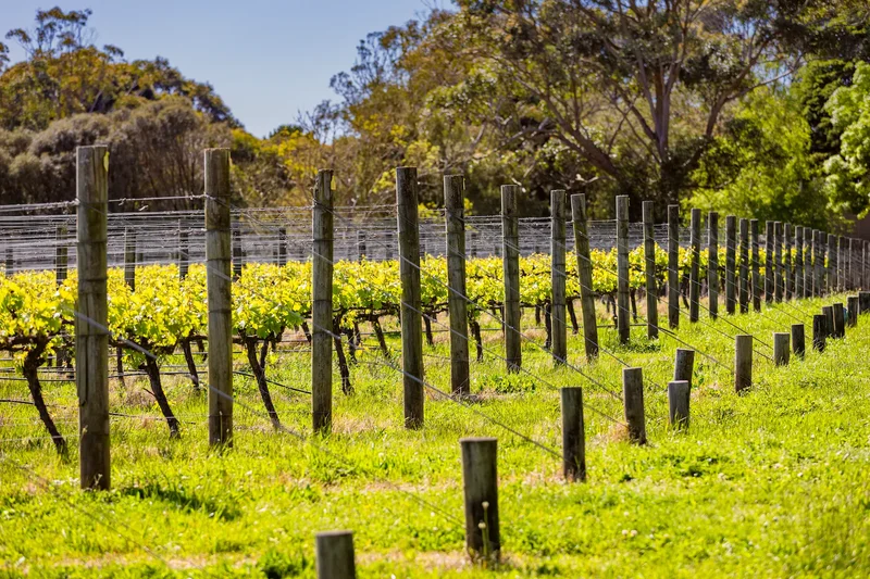 380-396 Arthurs Seat Road, Red Hill, VIC 3937, Red Hill, Victoria, Australia. - Photo 4