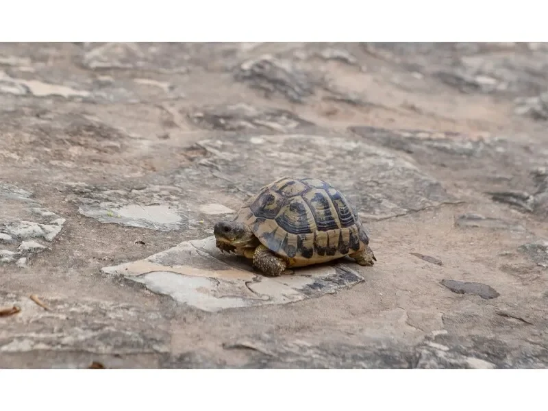 07459 Son Serra de Marina, Balearic Islands, Spain, Son Serra de Marina, Santa Margalida, Balearic Islands. - Photo 32