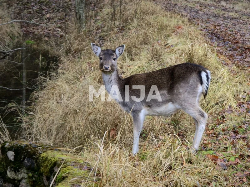 Deer garden, Eleja, Latvia. - Photo 19